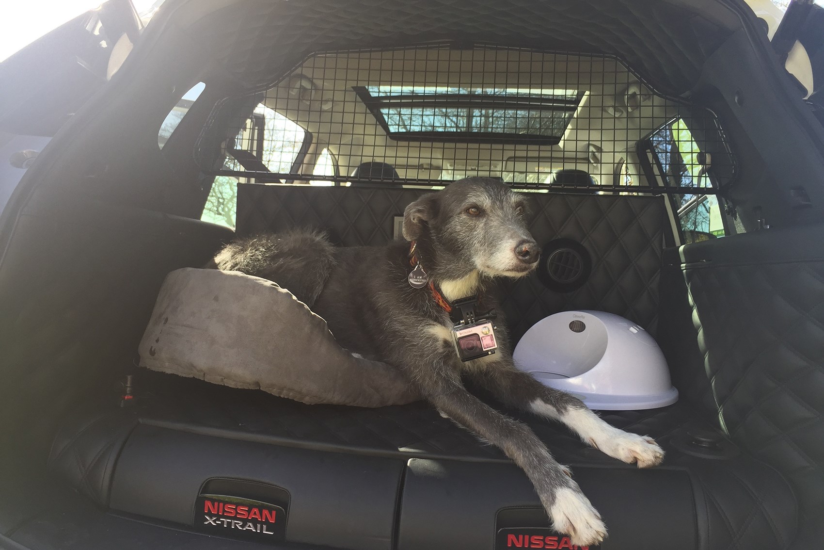 Nissan X-Trail 4Dogs - the most dog-friendly car ever? | Parkers Nissan X-Trail 4Dogs - the most dog-friendly car ever? | Parkers