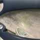 TVR Tuscan Convertible (00-07) 4.0 S (380bhp) 2d For Sale - Autologix Ltd, Chesterfield