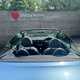 Nissan Micra C+C (05-09) 1.6 Sport 2d For Sale - Shelby Motors, Halifax