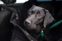 Dog in the back of a car behind a small low barrier