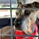 Dog in car behind barrier