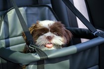 Shih Tzu in a dog car seat