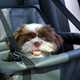 Shih Tzu in a dog car seat