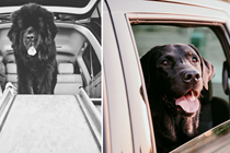 Two dogs travelling in a car: best car dog ramps