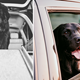 Two dogs travelling in a car: best car dog ramps