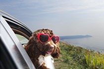 A dog in sunglasses looking out a car