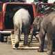 Ford Transit transports a pair of baby elephants