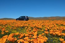 Pollen flowers in a field with an SUV