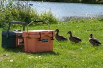Ducks filing past cool boxes