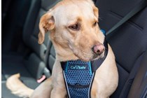 Dog seatbelt harness