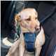 Dog seatbelt harness