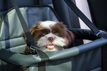 small dog in pet car seat