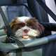 small dog in pet car seat