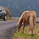 Image a car passing a wild horse grazing near a road