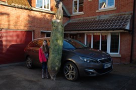 Peugeot 308 SW, 8ft Nordman Spruce and eight-year old daughter. Clearly she had fun.