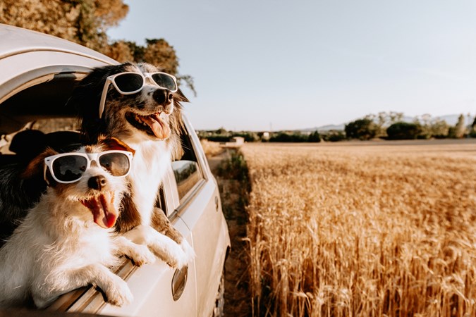 Two dogs hanging out of a rear window wearing sunglasses, with a barley field background