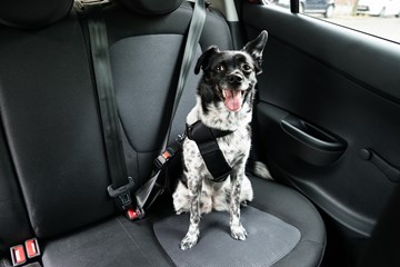 Dog Sitting In A Car with seatbelt