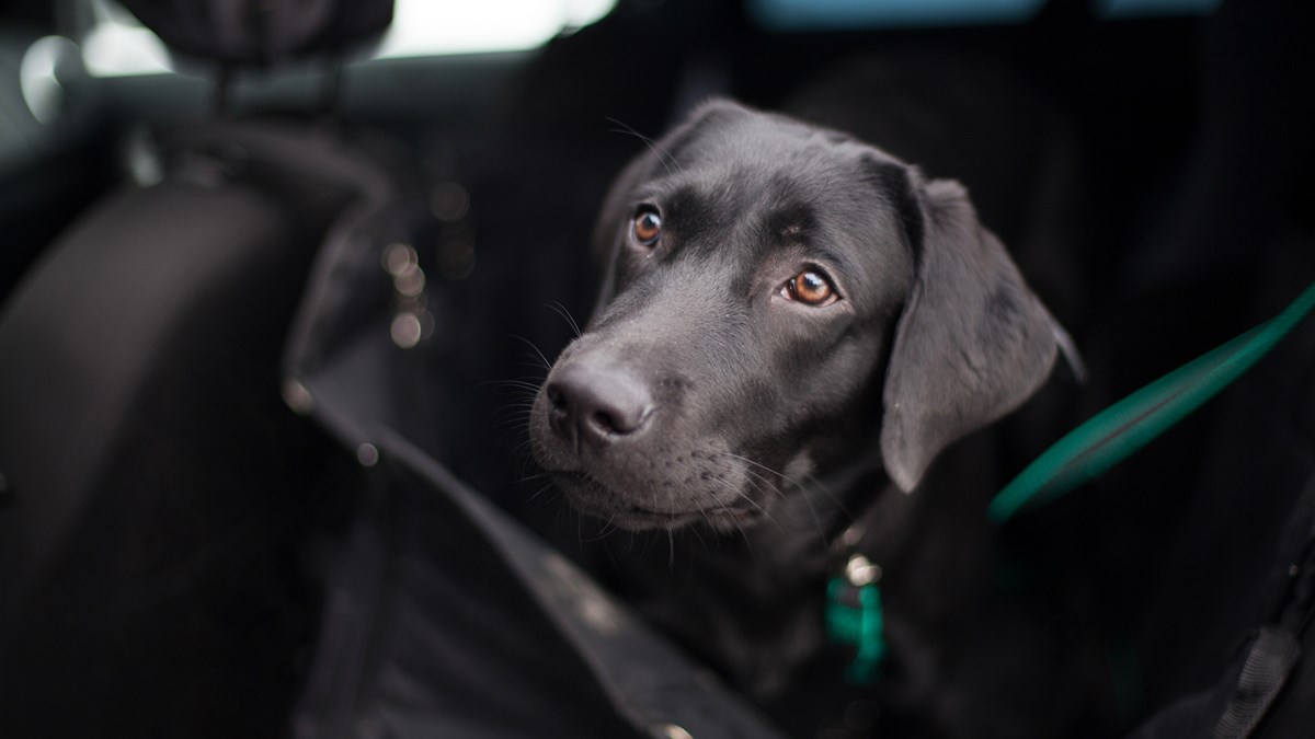 Best car pet sale barrier