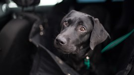 Dog in the back of a car behind a small low barrier