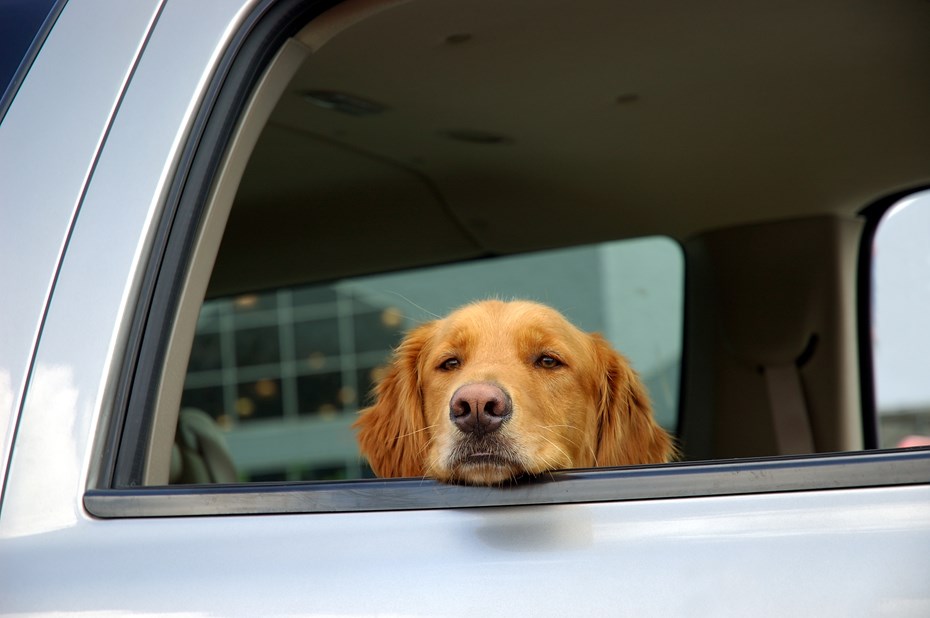 sad dog in car