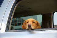 The Best Anti travel Sickness Products For Your Dog Parkers