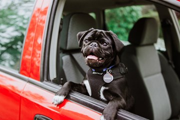 Best dog car harness