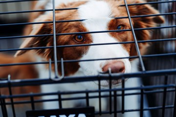 The best dog carriers and cages for your car