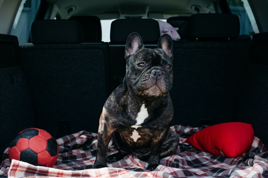 A dog sat on a blanket in a car
