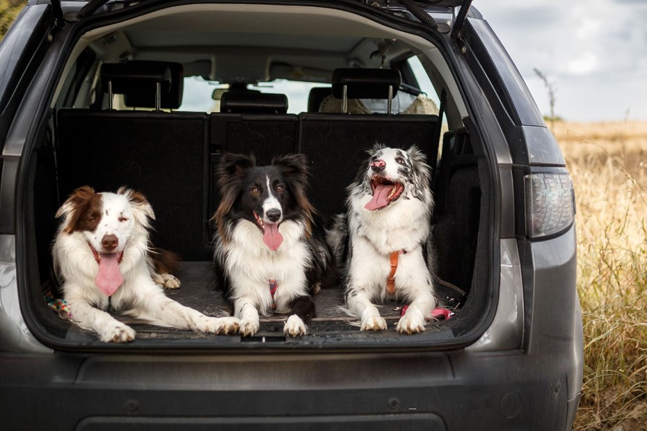Three dogs in a boot
