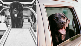 Two dogs travelling in a car: best car dog ramps