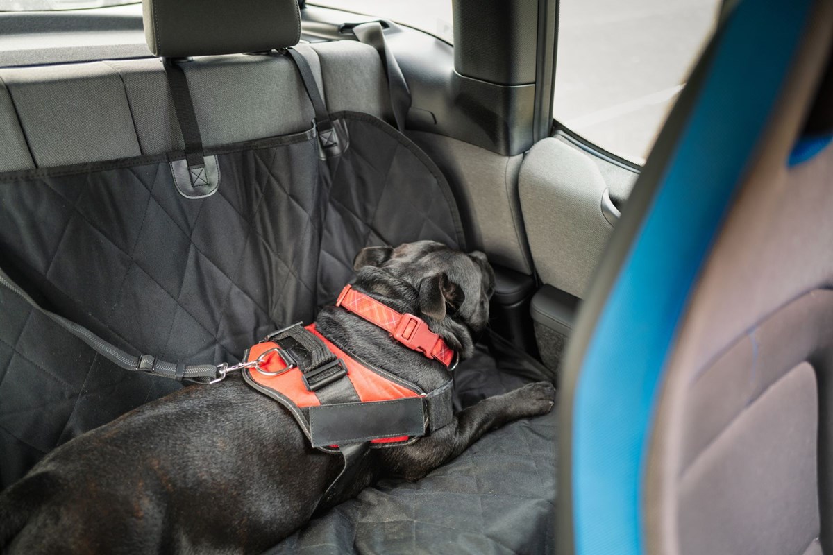 Best dog store seat cover hammock