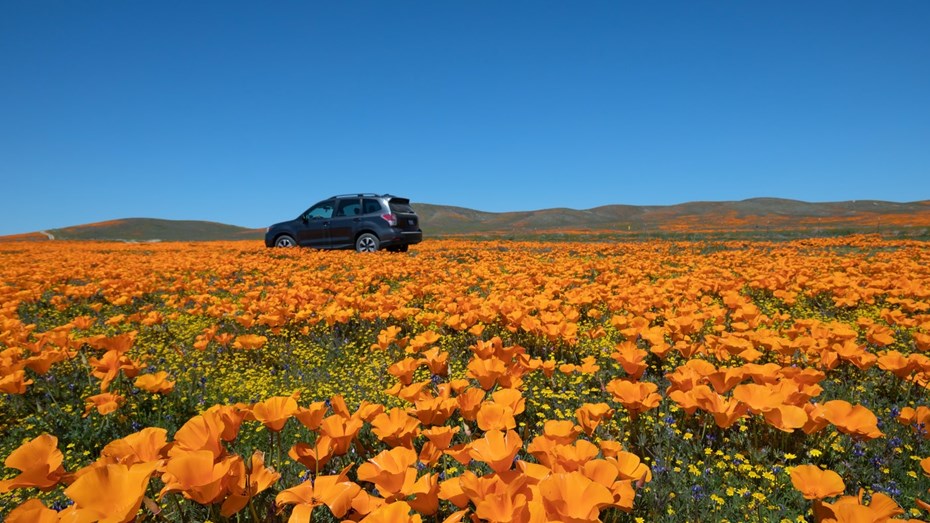 Pollen flowers in a field with an SUV