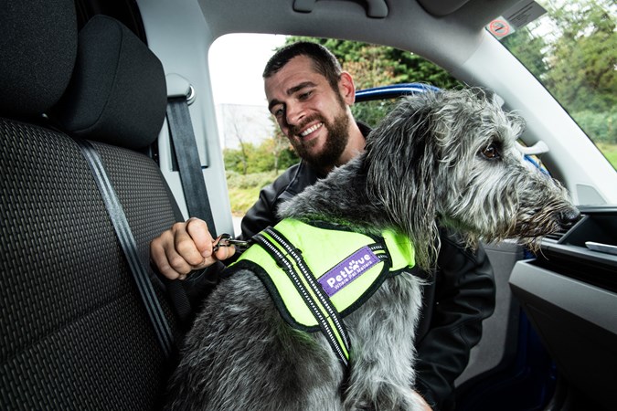 Securing a dog in a van using a seatbelt harness