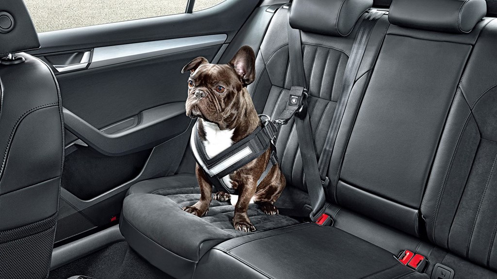 Best cars for dog owners 2024
