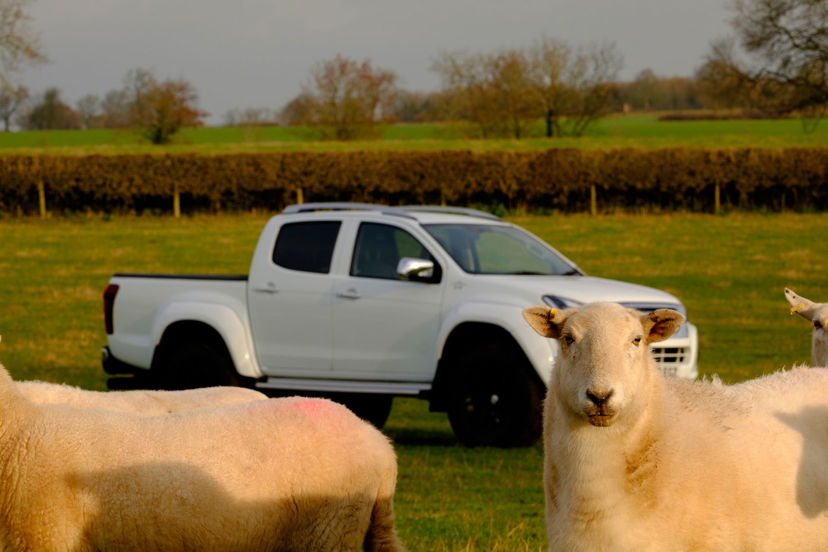 Isuzu D-Max AT35 1.9 review - sheep