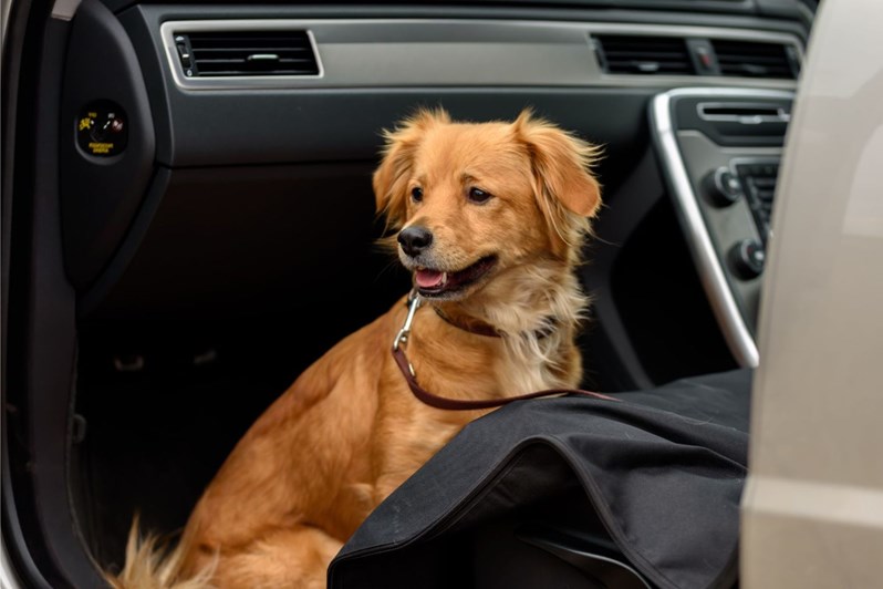 The best car vacuum cleaners for pet hairs