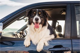 Best dog car accessories