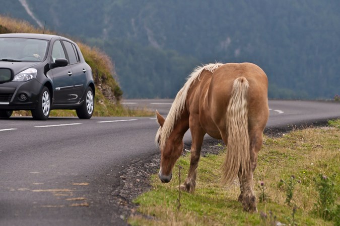 Image a car passing a wild horse grazing near a road